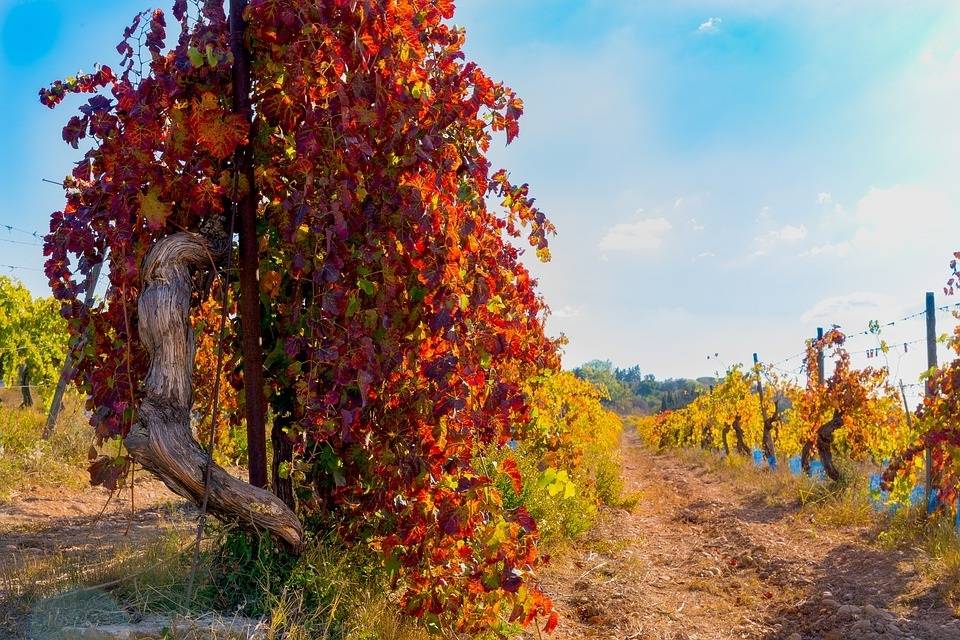 vines-2902593_960_720|1 Diego José Águila Pérez|2 viñedos|marca